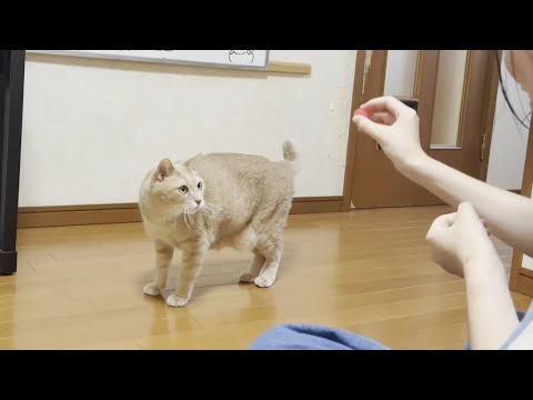 娘と穏やかに遊ぶ猫と息子と真剣に遊ぶ猫(YouTube)