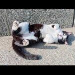 ハチワレ猫をモフっていたらキジシロ猫が現れて猫語で会話が始まった(YouTube)