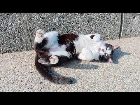 ハチワレ猫をモフっていたらキジシロ猫が現れて猫語で会話が始まった(YouTube)