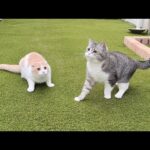 同時に虫を見つけて捕まえようと取り合いになった猫たちがこうなっちゃいました笑(YouTube)