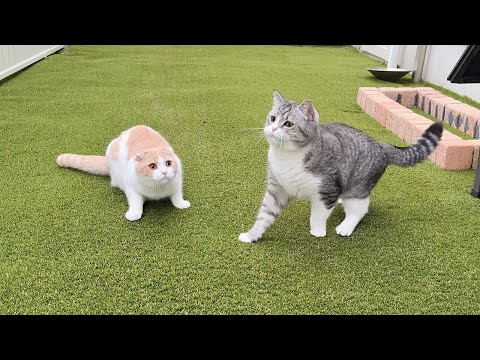同時に虫を見つけて捕まえようと取り合いになった猫たちがこうなっちゃいました笑(YouTube)
