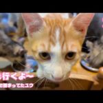 譲渡会で固まっちゃったけどさ僕も巣立つよ～   姉弟で彷徨って保護されたユウ  巣立ちまで8日   2025 09 19 1(YouTube)