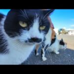 漁港に行くとハートマークの三毛猫ちゃんと髭のハチワレ猫ちゃんがモフられにきた(YouTube)