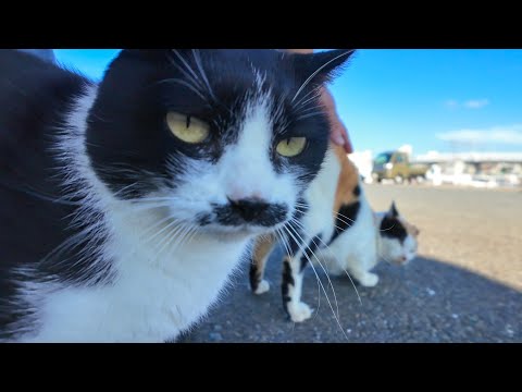 漁港に行くとハートマークの三毛猫ちゃんと髭のハチワレ猫ちゃんがモフられにきた(YouTube)