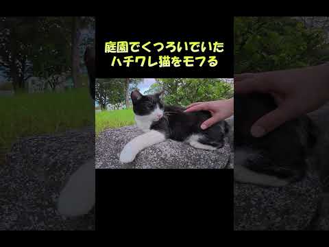 庭園でくつろいでいたハチワレ猫をモフる #猫 #ねこ #cat(YouTube)