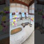 お地蔵様とルームシェアする猫達 #猫 #ねこ #cat(YouTube)