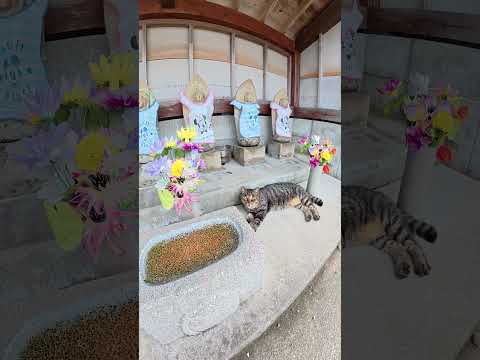 お地蔵様とルームシェアする猫達 #猫 #ねこ #cat(YouTube)