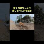 茶シロ猫ちゃんが楽しそうに穴を掘る #猫 #ねこ #cat(YouTube)