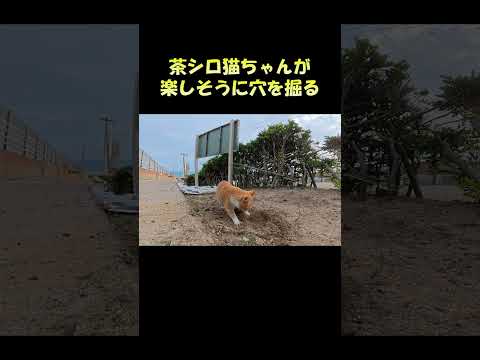 茶シロ猫ちゃんが楽しそうに穴を掘る #猫 #ねこ #cat(YouTube)