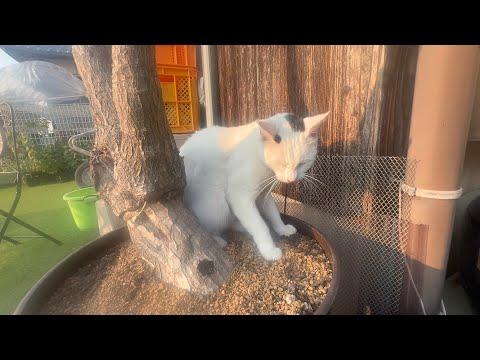 大きな存在が居なくなってしまって猫と犬は・・(YouTube)