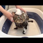 保護した猫を生まれて初めてお風呂で洗ったらこうなっちゃいました…(YouTube)