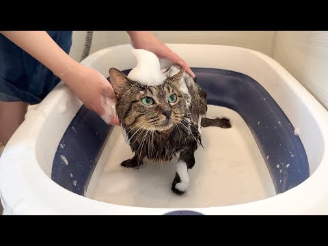 保護した猫を生まれて初めてお風呂で洗ったらこうなっちゃいました…(YouTube)