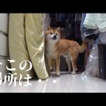 父の四十九日で‥柴犬は優しい異変を見せました。(YouTube)