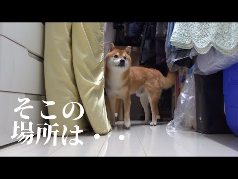 父の四十九日で‥柴犬は優しい異変を見せました。(YouTube)