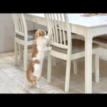 必死に猫じゃらしに手を伸ばしたのに取れなかった猫がまさかのこうなっちゃいました…笑(YouTube)