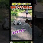 散歩を諦めた犬【犬】 #犬 #dog(YouTube)