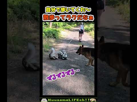 散歩を諦めた犬【犬】 #犬 #dog(YouTube)
