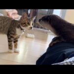 カワウソが寝ている間に周りは騒がしくなる… While the otter sleeps, the surroundings grow noisy…(YouTube)