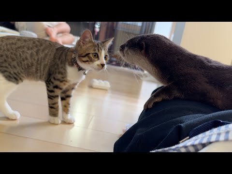 カワウソが寝ている間に周りは騒がしくなる… While the otter sleeps, the surroundings grow noisy…(YouTube)