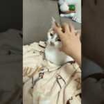 触っても全く動じない猫トロしゃん #shorts(YouTube)