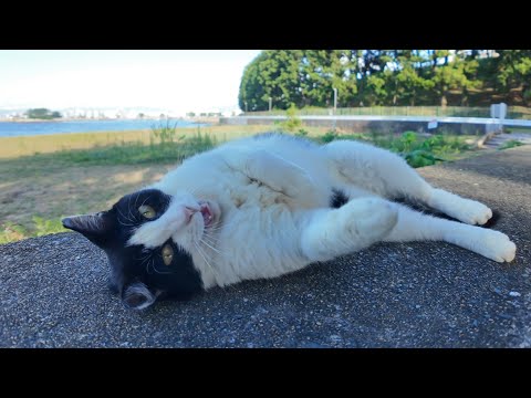防波堤の上で寝ていたハチワレ猫ちゃんがかわいすぎる(YouTube)