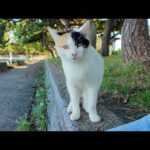 海辺の公園で座っていたら三毛猫ちゃんがトコトコ近づいてきて癒された🐾(YouTube)
