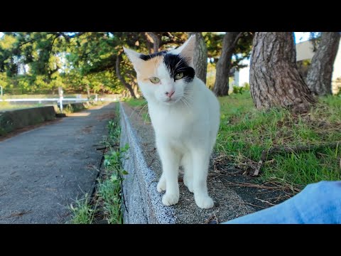 海辺の公園で座っていたら三毛猫ちゃんがトコトコ近づいてきて癒された🐾(YouTube)