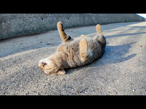 石段下の猫を撫でたら喜んで通りに出てブレイクダンス始めた！🐾✨(YouTube)