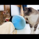 麦わら猫のおかげで次から次へと猫たちが集まり作業ができません(笑)(YouTube)
