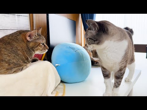 麦わら猫のおかげで次から次へと猫たちが集まり作業ができません(笑)(YouTube)