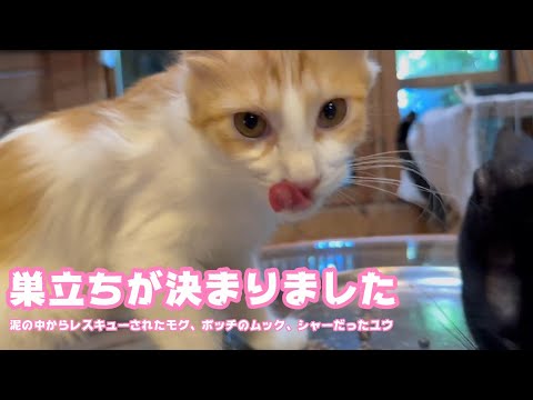 巣立ちの日が決まりました  泥の中からレスキューされたモグ、ボッチのムック、シャーシャーなユウ   2025 09 07 2(YouTube)