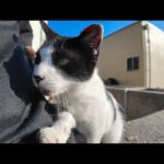 港の石段に座っていたら猫がトコトコ歩いてきて隣に座ってきた(YouTube)