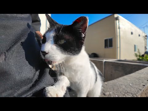 港の石段に座っていたら猫がトコトコ歩いてきて隣に座ってきた(YouTube)