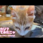 カリカリ？食べてみたニャン  泥の中からレスキューされたモグ  巣立ちまで10日   2025 09 17 1(YouTube)