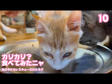 カリカリ？食べてみたニャン  泥の中からレスキューされたモグ  巣立ちまで10日   2025 09 17 1(YouTube)