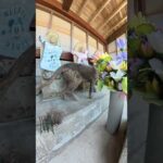 お地蔵さまと一緒にくつろぐ灰色猫ちゃん #猫 #cat #ねこ(YouTube)