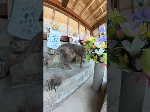 お地蔵さまと一緒にくつろぐ灰色猫ちゃん #猫 #cat #ねこ(YouTube)