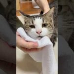 コレで戦闘力がちょっと上がるかも(YouTube)