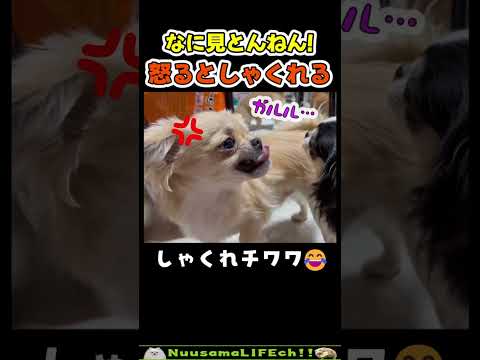 怒るとしゃくれるチワワ可愛すぎw【犬】#犬 #dog(YouTube)