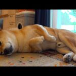 トラウマ再び？大雨で柴犬が散歩を放棄する‥異例の事態に。(YouTube)