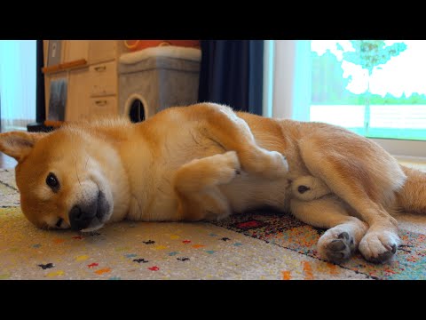 トラウマ再び？大雨で柴犬が散歩を放棄する‥異例の事態に。(YouTube)