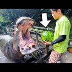 大きすぎる口を開けてエサを待つカバにスイカを丸々1玉あげていきます(YouTube)