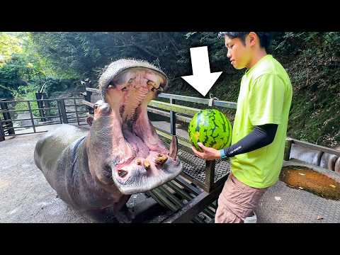 大きすぎる口を開けてエサを待つカバにスイカを丸々1玉あげていきます(YouTube)