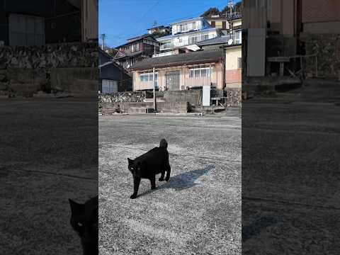 猫島で港に座ると黒猫ちゃんモフられにきた(YouTube)