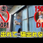 【猫の脱走対策】窓からの脱走を150円DIYで完全ガード！🐈(YouTube)