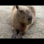 カピバラハロウィン　capybara Halloween(YouTube)