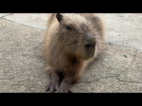 カピバラハロウィン　capybara Halloween(YouTube)