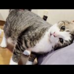 お母さんとお父さん、どっちでもいいからニャーニャー甘えたい猫(YouTube)