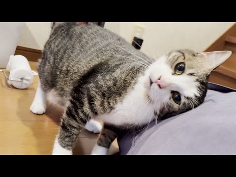お母さんとお父さん、どっちでもいいからニャーニャー甘えたい猫(YouTube)