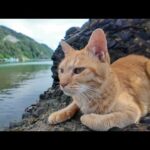 猫島で出会った猫ちゃんと漁港にある小さな桟橋に行ってきた(YouTube)